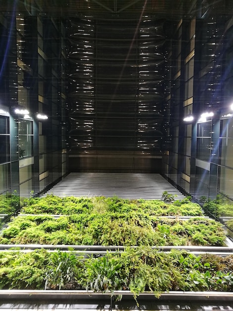 An interior view of a vertical farm, showcasing rows of leafy greens and herbs growing under LED lights. The image highlights the controlled environment and efficient use of space in vertical farming.