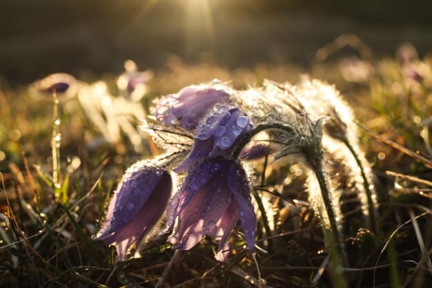 A close-up shot of a rare wildflower blooming in a remote meadow within a hidden national park. The flower is vibrant and colorful, set against a backdrop of lush green grass and distant mountains. The lighting is soft and natural, highlighting the delicate beauty of the flower.