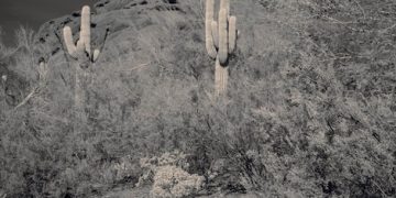 Uncovering America's Ghost Towns: Stories of Abandoned Settlements - Cover Image
