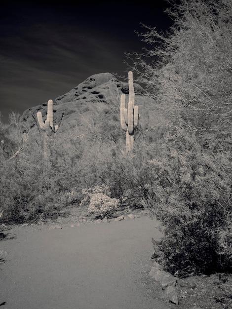 Uncovering America’s Ghost Towns: Stories of Abandoned Settlements